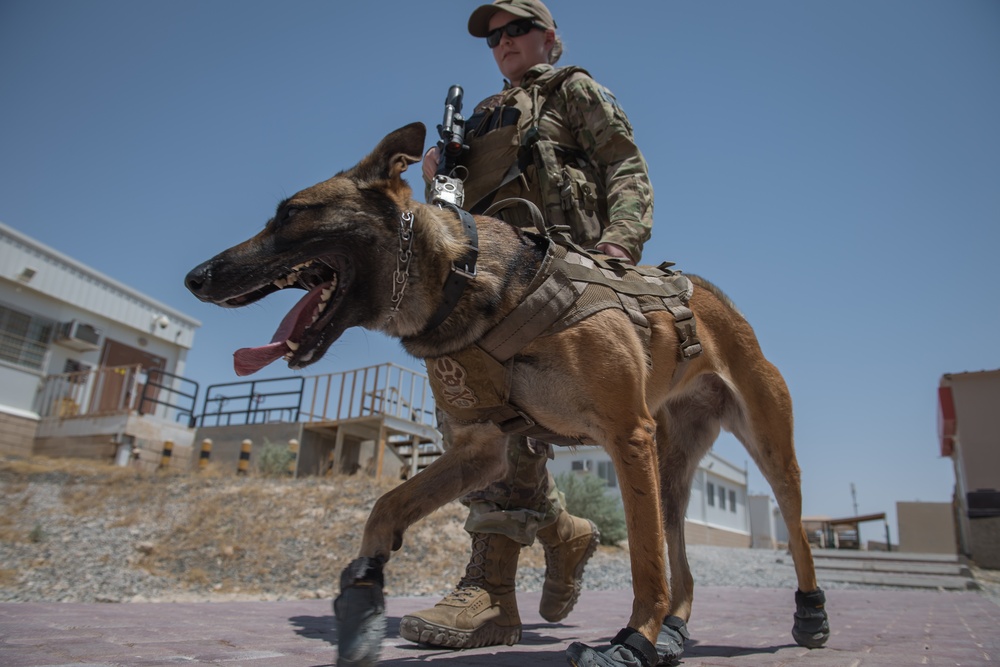 MWDs and handlers protect the base, each other