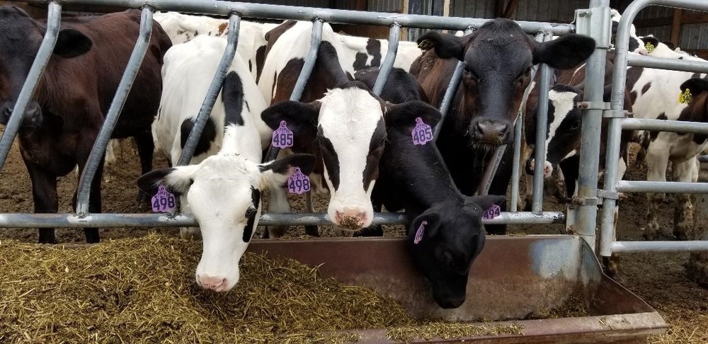 Veterinarian detachment observes cows feeding