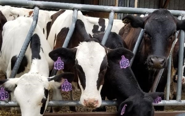Veterinarian detachment observes cows feeding