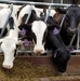 Veterinarian detachment observes cows feeding