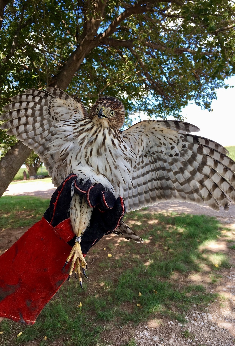 USDA Creates Program to Protect Predatory Birds and Airmen