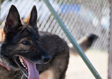 Law enforcement dogs train at Portland Air National Guard Base