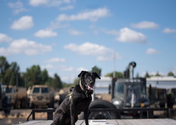 Law enforcement dogs train at Portland Air National Guard Base