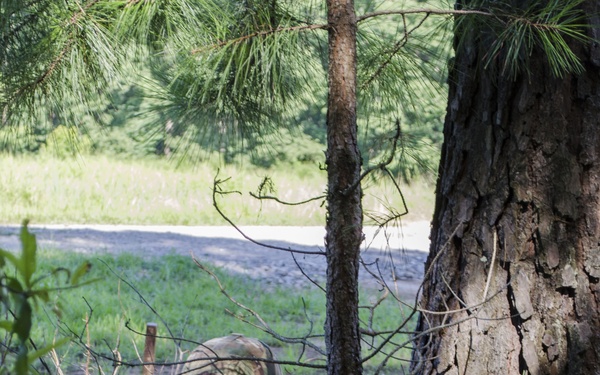 Soldier pulls security during QLLEX