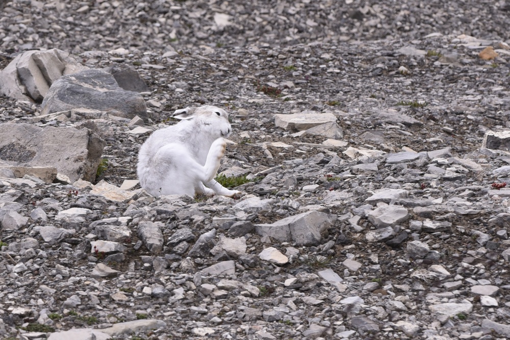 Summer wildlife in Greenland