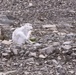 Summer wildlife in Greenland