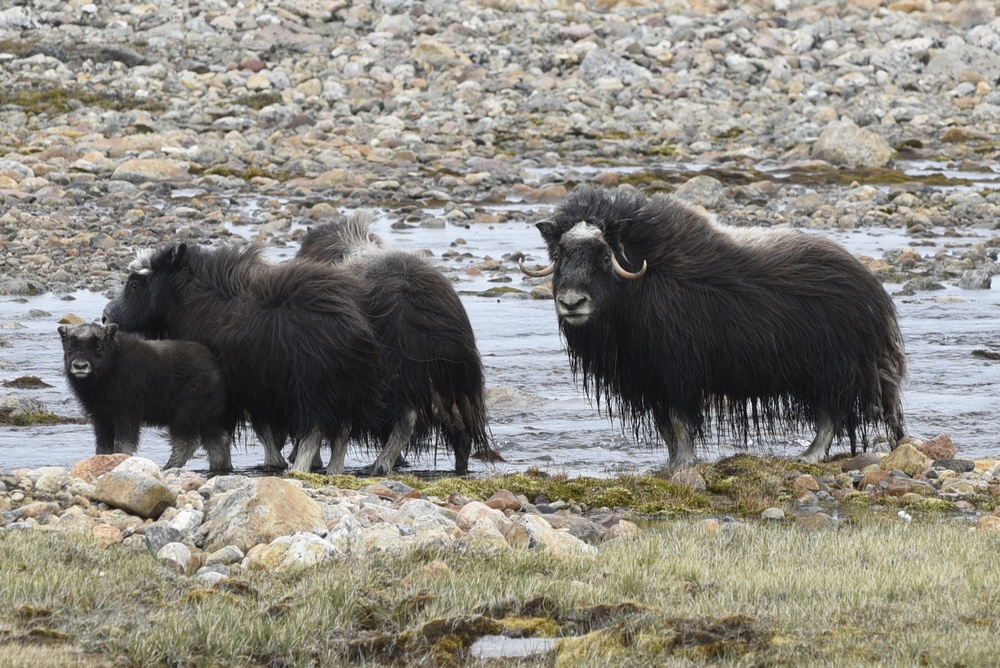 DVIDS - News - Summer wildlife in Greenland