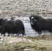 Summer wildlife in Greenland