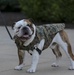 Barracks Mascot Chesty XV promotion to Lance Cpl.