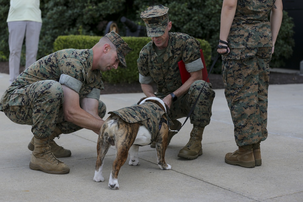 Barracks Mascot Chesty XV promotion to Lance Cpl.
