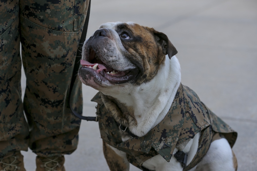 Barracks Mascot Chesty XV promotion to Lance Cpl.