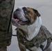 Barracks Mascot Chesty XV promotion to Lance Cpl.