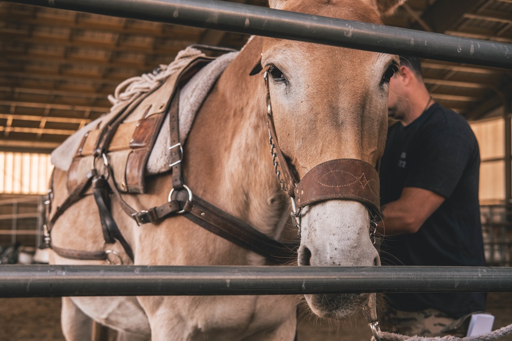 U.S. Army Special Forces &amp; MARSOC (SOF Horsemanship Course)