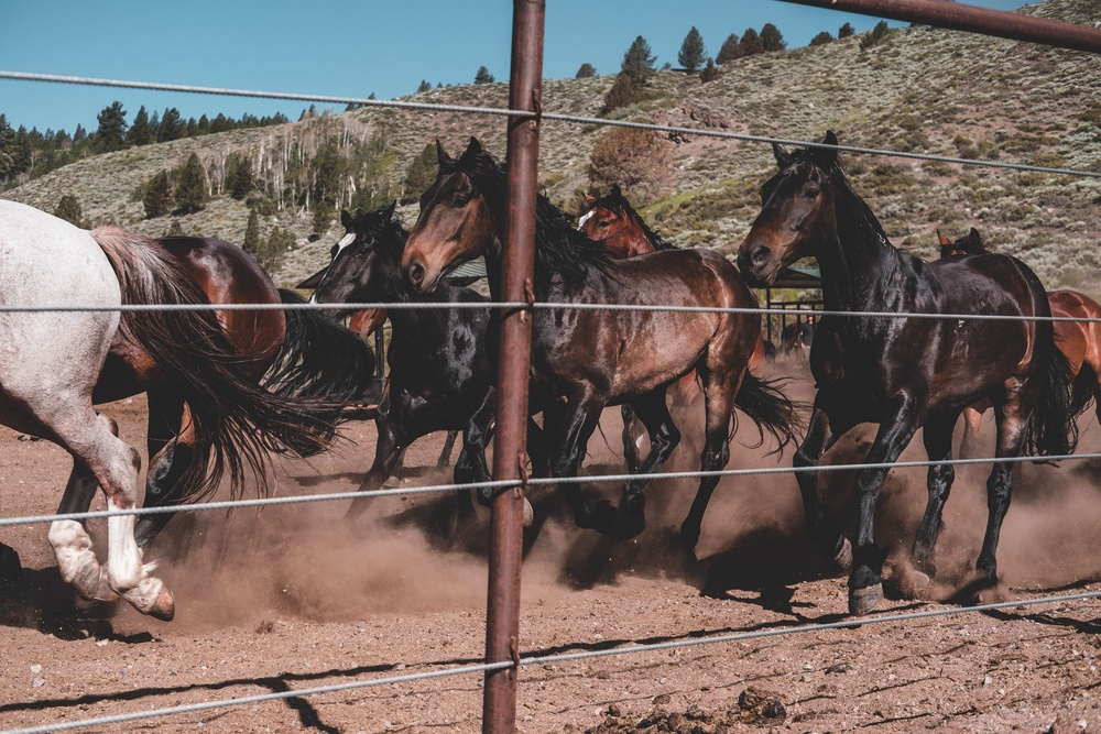 U.S. Army Special Forces &amp; MARSOC (SOF Horsemanship Course)