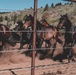 U.S. Army Special Forces &amp; MARSOC (SOF Horsemanship Course)