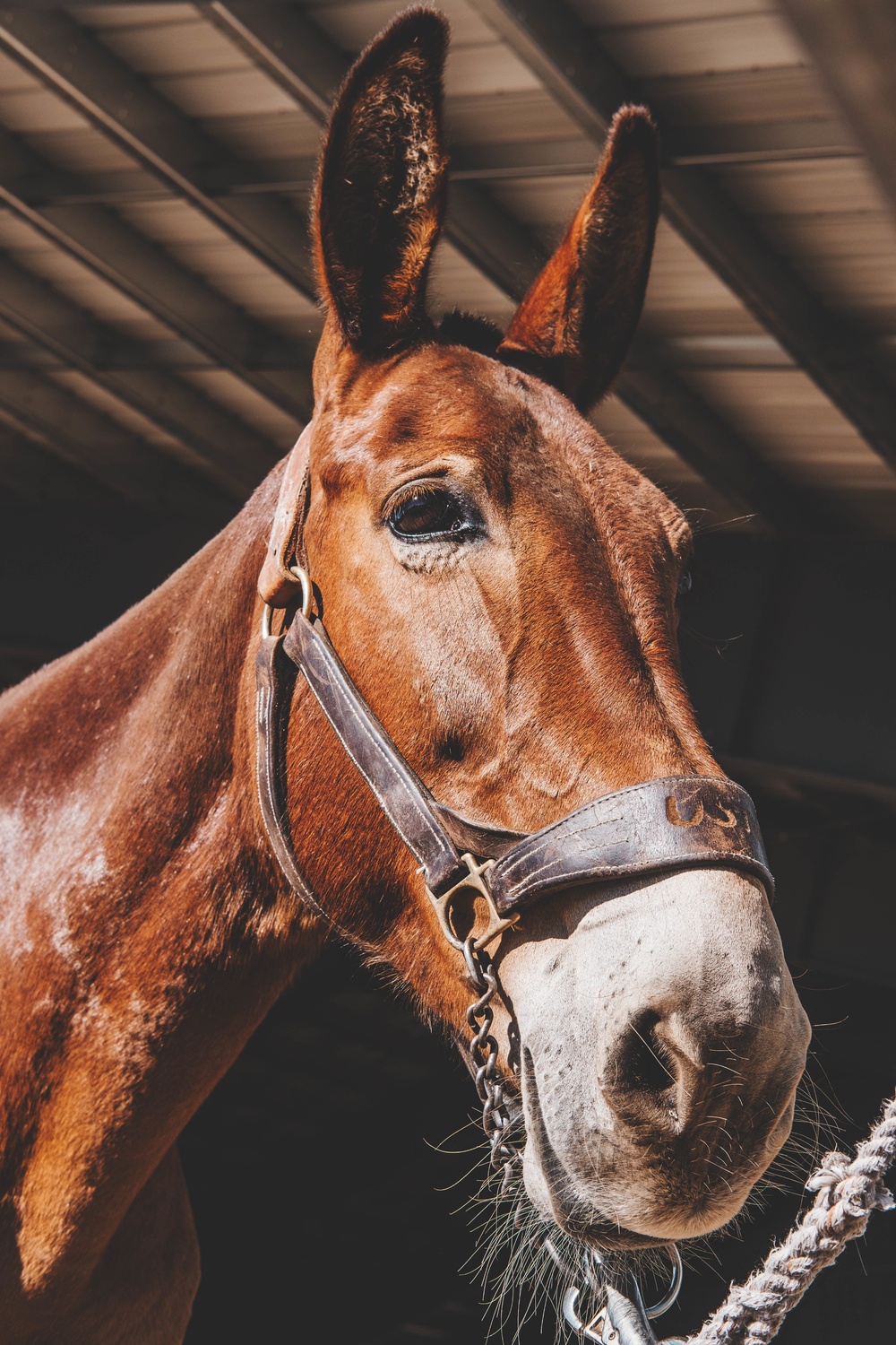 U.S. Army Special Forces &amp; MARSOC (SOF Horsemanship Course)