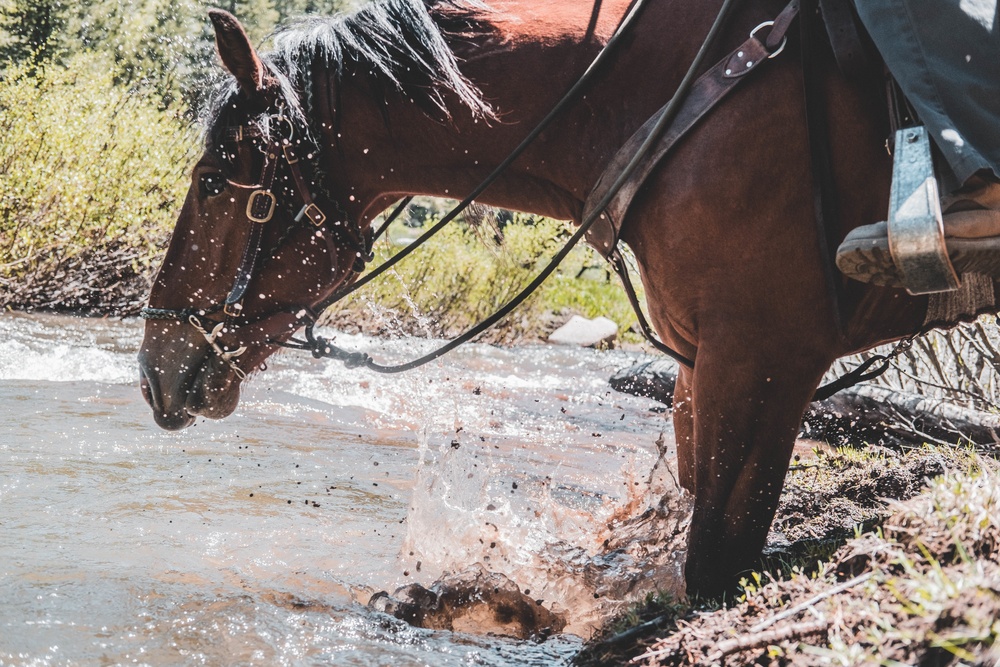 U.S. Army Special Forces &amp; MARSOC (SOF Horsemanship Course)