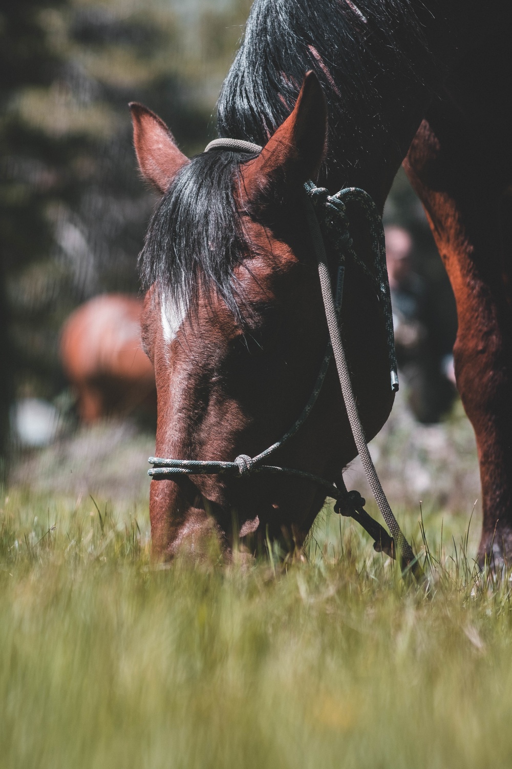 U.S. Army Special Forces &amp; MARSOC (SOF Horsemanship Course)