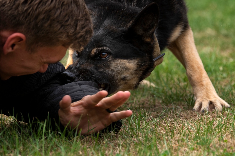 Spangdahlem 52nd SFS Airmen conduct MWD training