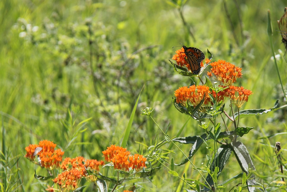 Butterfly Field Day at Fort McCoy