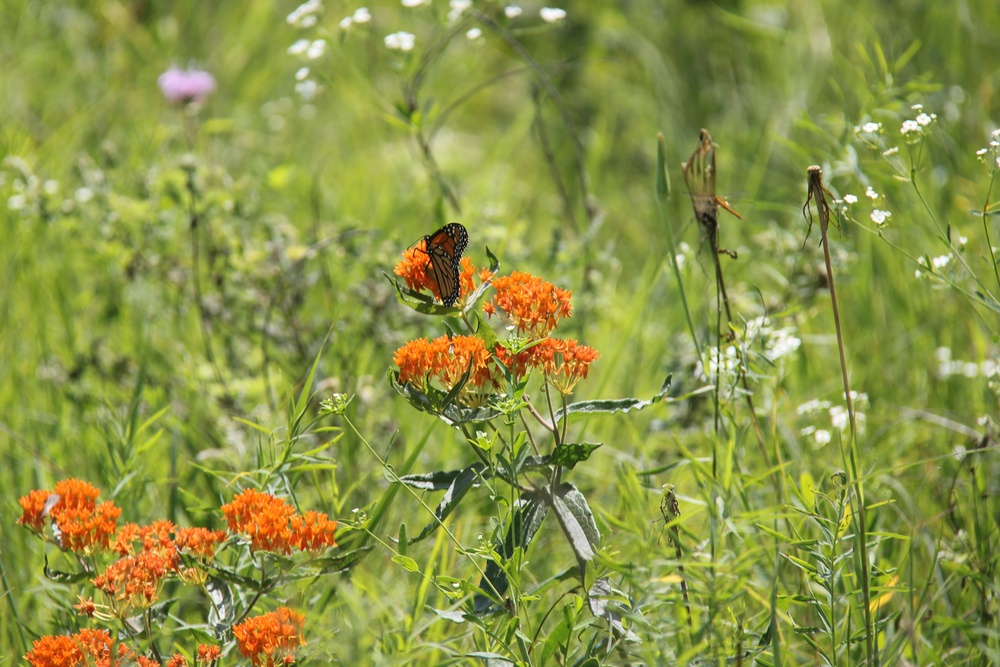 Butterfly Field Day at Fort McCoy