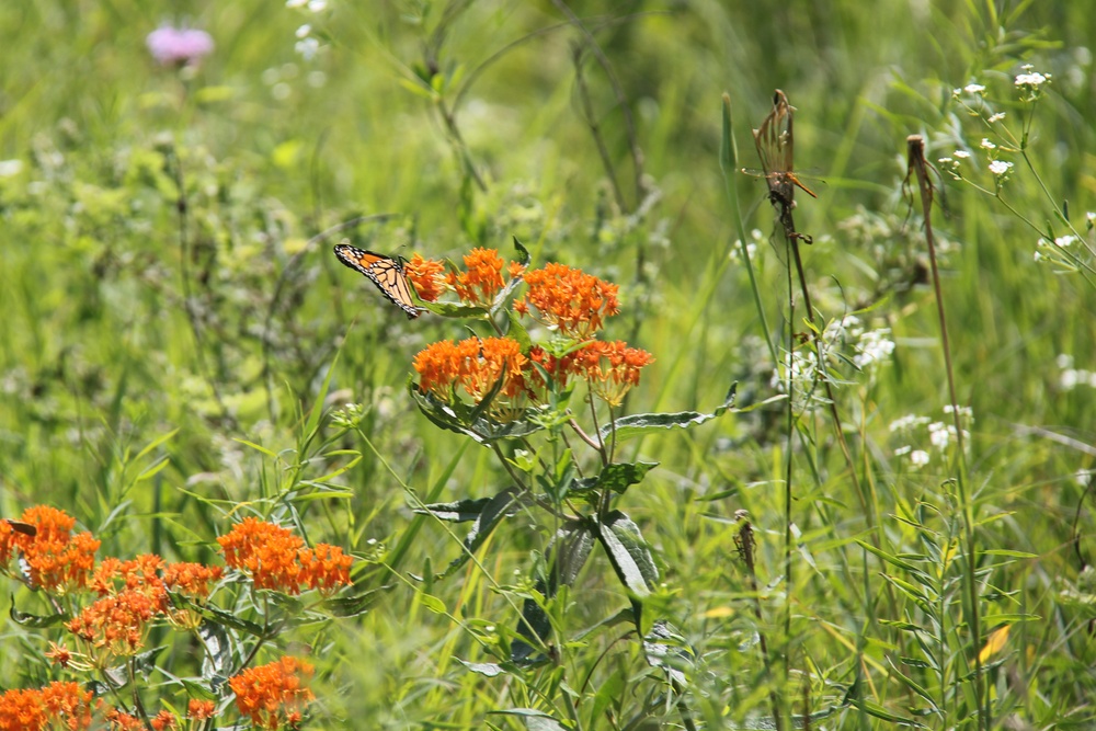 Butterfly Field Day at Fort McCoy