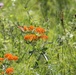 Butterfly Field Day at Fort McCoy