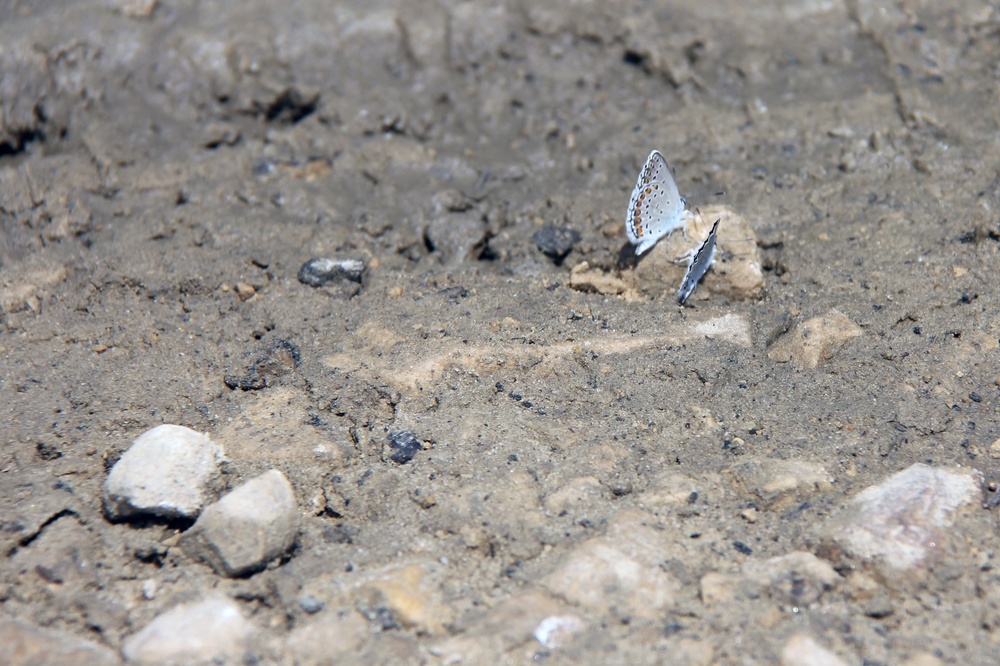 Butterfly Field Day at Fort McCoy