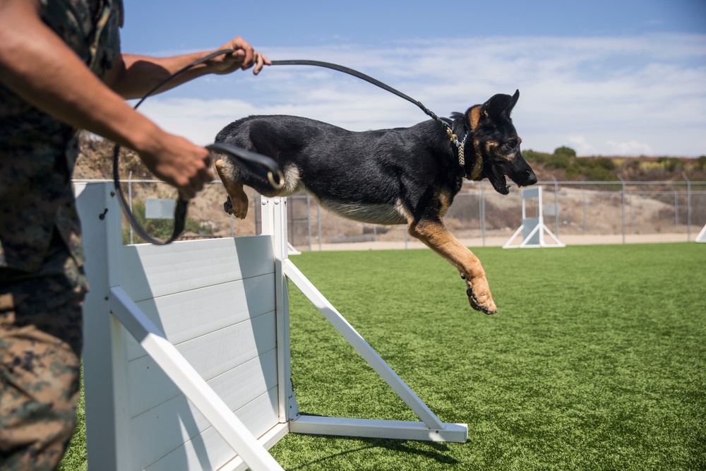 Provost Marshals Office hosts military working dog demo