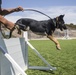 Provost Marshals Office hosts military working dog demo