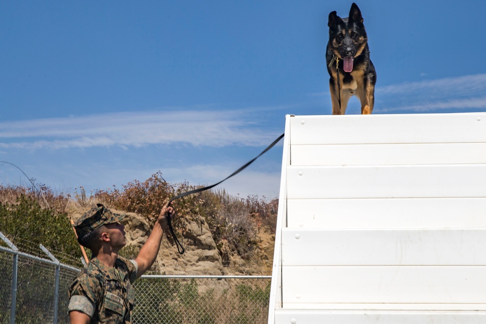 Provost Marshals Office hosts military working dog demo