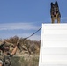 Provost Marshals Office hosts military working dog demo