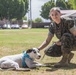 SMP Foster Dog