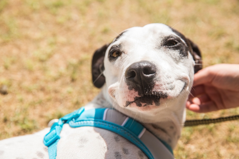 SMP Foster Dog