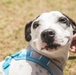 SMP Foster Dog