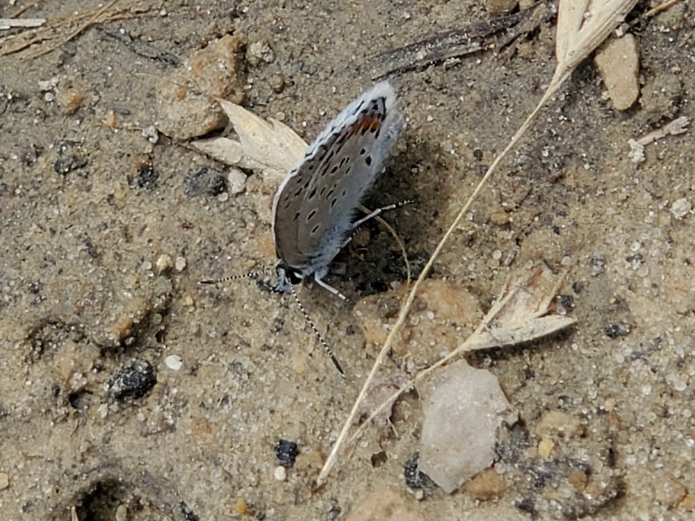 First Butterfly Field Days held at Fort McCoy; dozens participate