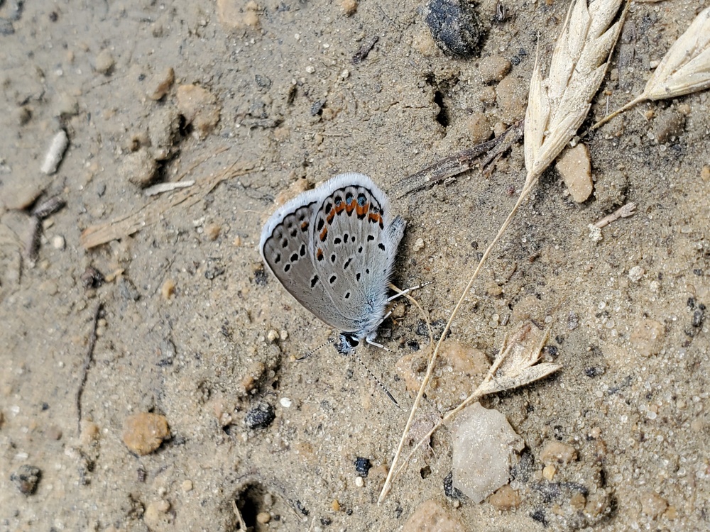 First Butterfly Field Days held at Fort McCoy; dozens participate