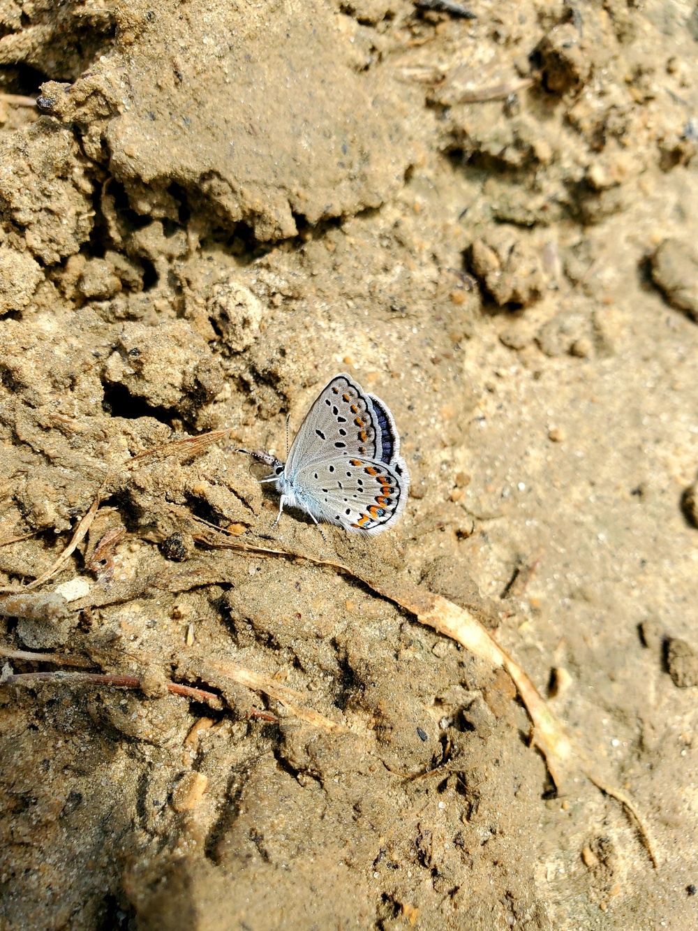 First Butterfly Field Days held at Fort McCoy; dozens participate