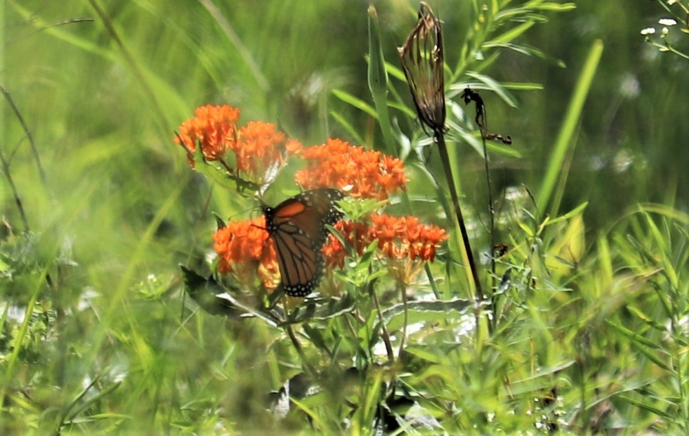 First Butterfly Field Days held at Fort McCoy; dozens participate