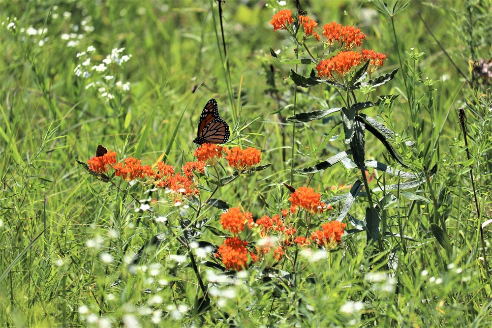 First Butterfly Field Days held at Fort McCoy; dozens participate