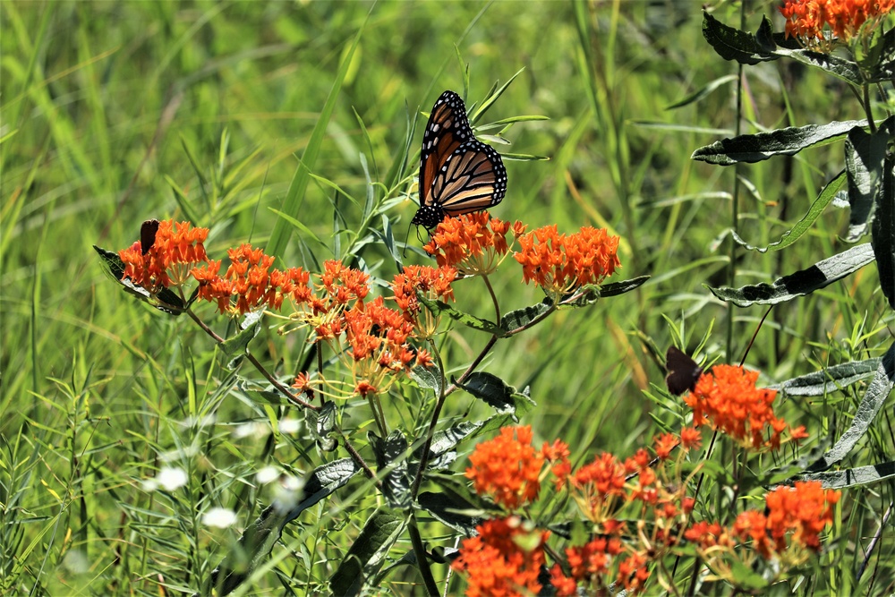 First Butterfly Field Days held at Fort McCoy; dozens participate