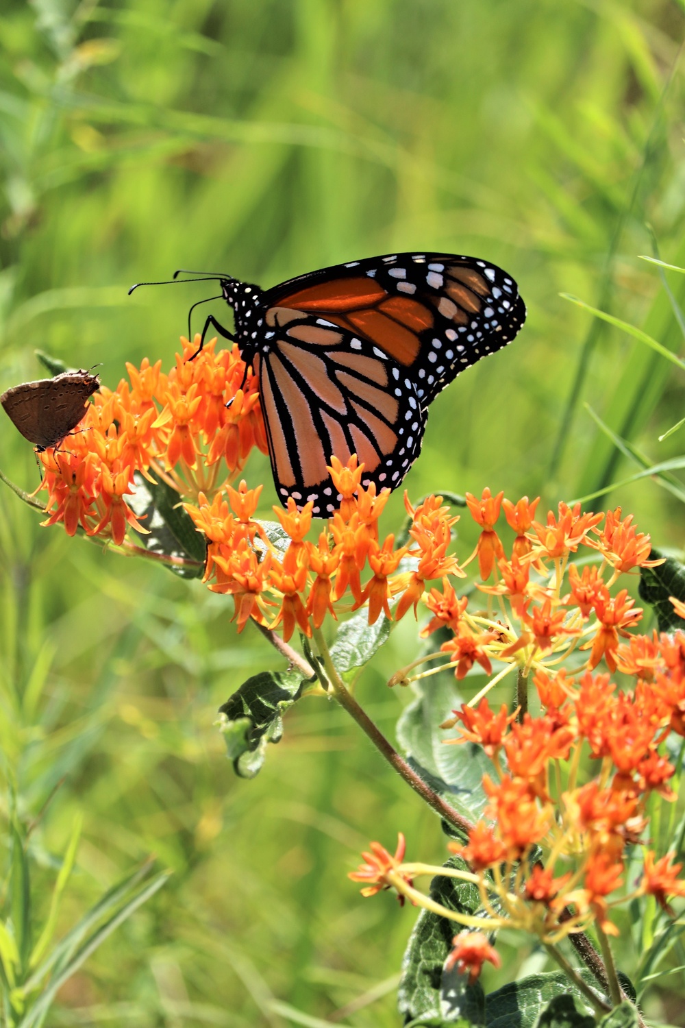 First Butterfly Field Days held at Fort McCoy; dozens participate