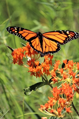 First Butterfly Field Days held at Fort McCoy; dozens participate