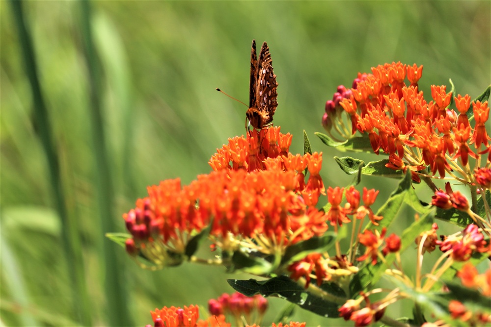 First Butterfly Field Days held at Fort McCoy; dozens participate