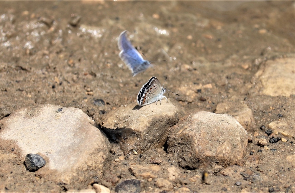 First Butterfly Field Days held at Fort McCoy; dozens participate