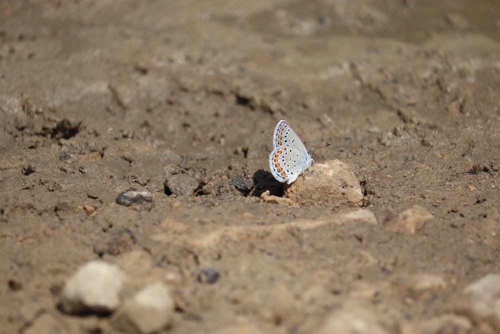 First Butterfly Field Days held at Fort McCoy; dozens participate