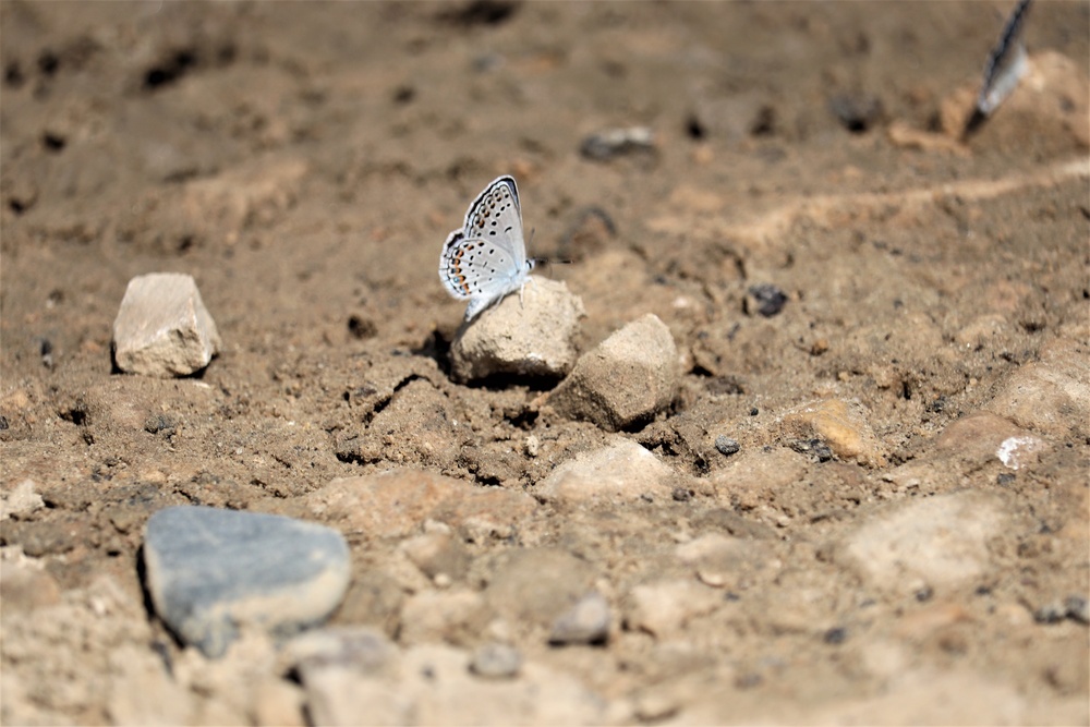 First Butterfly Field Days held at Fort McCoy; dozens participate