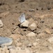 First Butterfly Field Days held at Fort McCoy; dozens participate