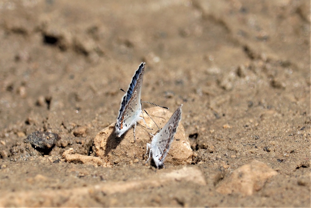 First Butterfly Field Days held at Fort McCoy; dozens participate