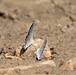 First Butterfly Field Days held at Fort McCoy; dozens participate